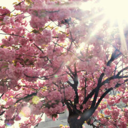 Kirschblüten in Tokio Annaway Travelblog 3