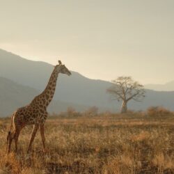 Tansania Giraffe Safari